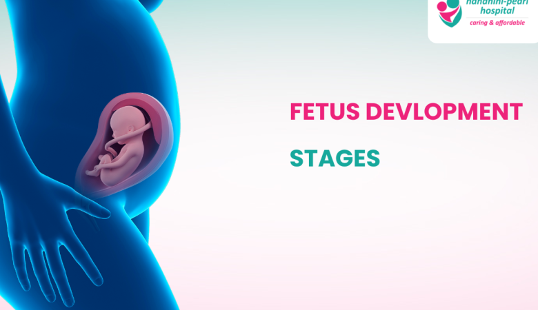 Fetus Development: Understanding Embryonic and Fetal Stages